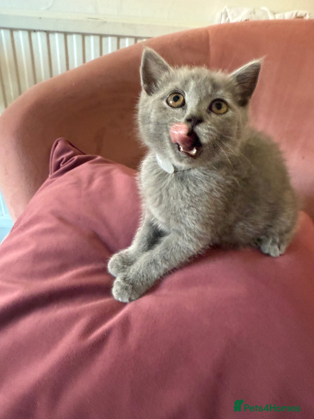 British Shorthair cats for sale: British Shorthair Kittens, 5 weeks free Insurance - Image 4