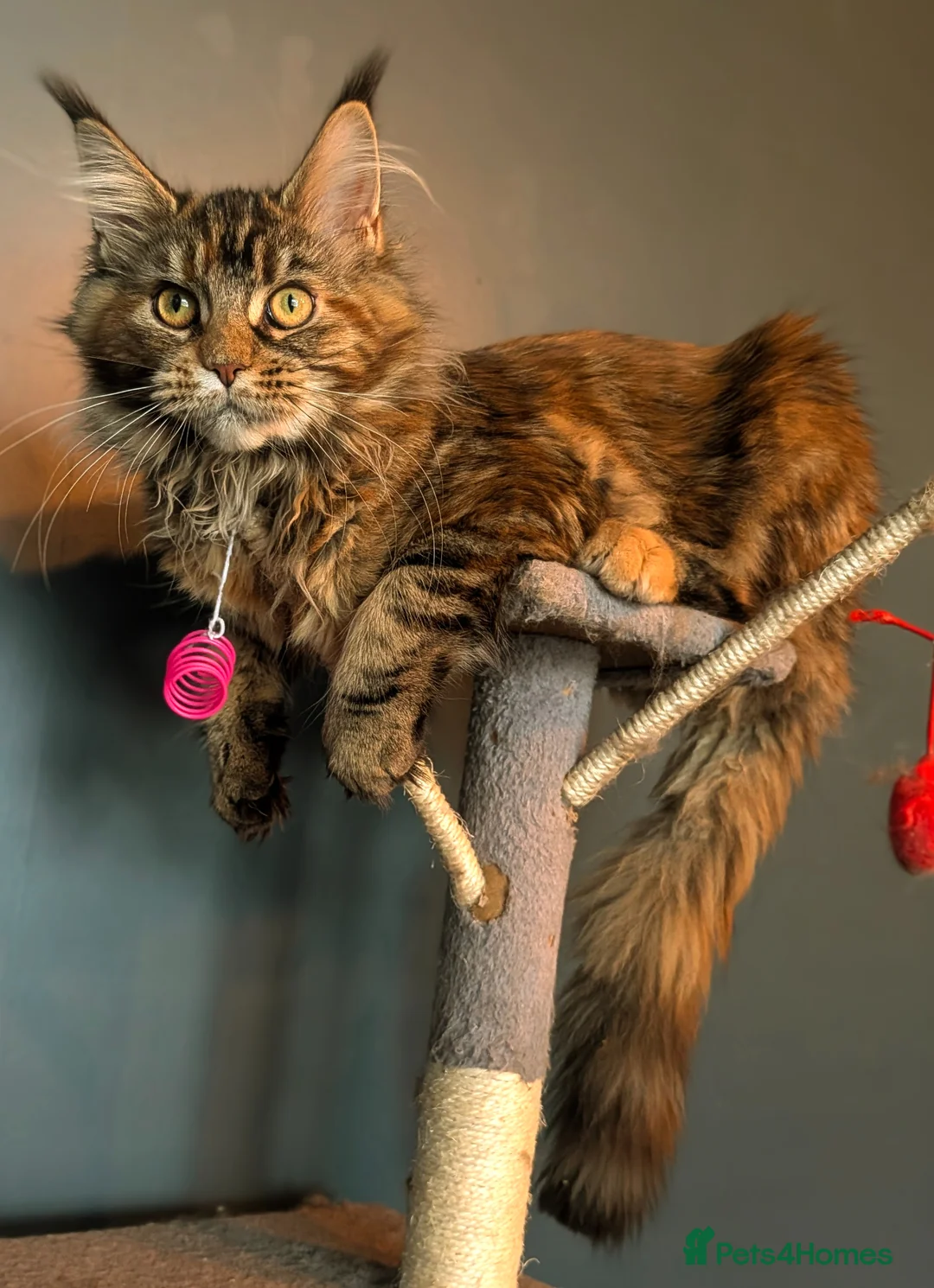 Maine Coon cats for sale: 2 beautiful girls available  - Advert 1
