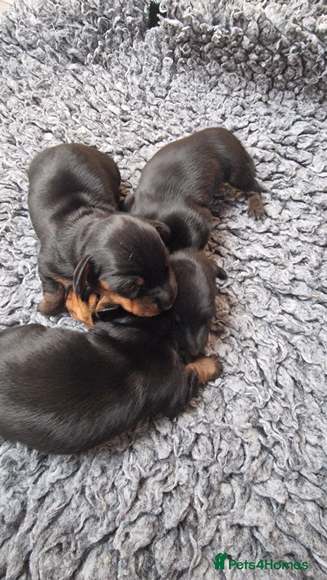 Miniature Dachshund dogs for sale: Beautiful Pedigree Minature Dachshunds Black & Tan - Advert 14