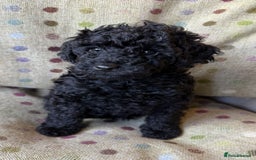Toy Poodle dogs for sale: KC TOY POODLE PUPS READY FOR FOREVER HOMES - Image 4