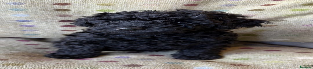 Black Boy