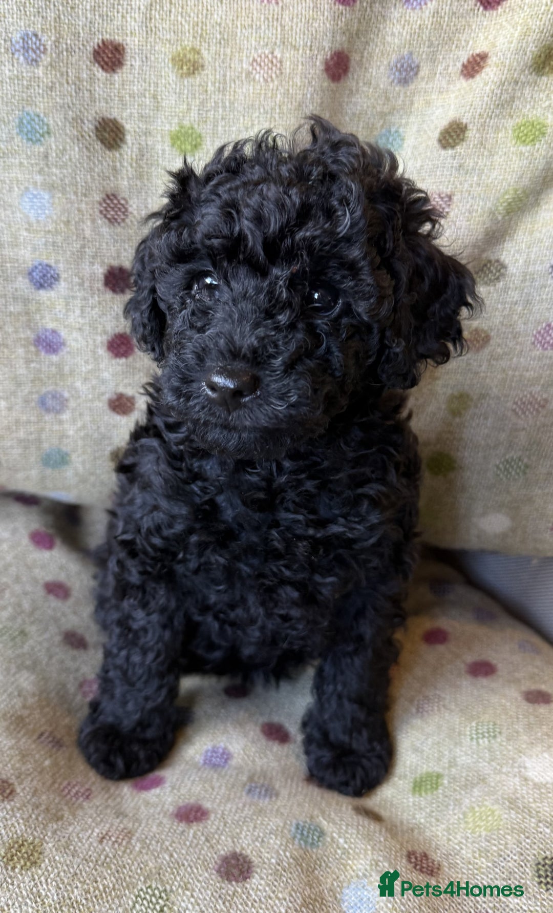 Toy Poodle dogs for sale: KC TOY POODLE PUPS READY FOR FOREVER HOMES - Image 4