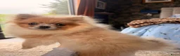 Pomeranian dogs for sale: Stunning Merle Blue Eyes Pomeranian  - Advert 5