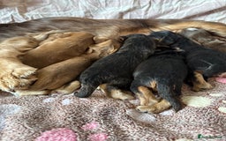 Cocker Spaniel dogs for sale: Kc reg show type cocker spaniel puppies  - Image 2