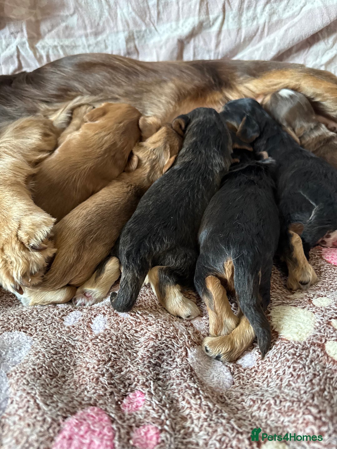Cocker Spaniel dogs for sale: Kc reg show type cocker spaniel puppies  - Image 2
