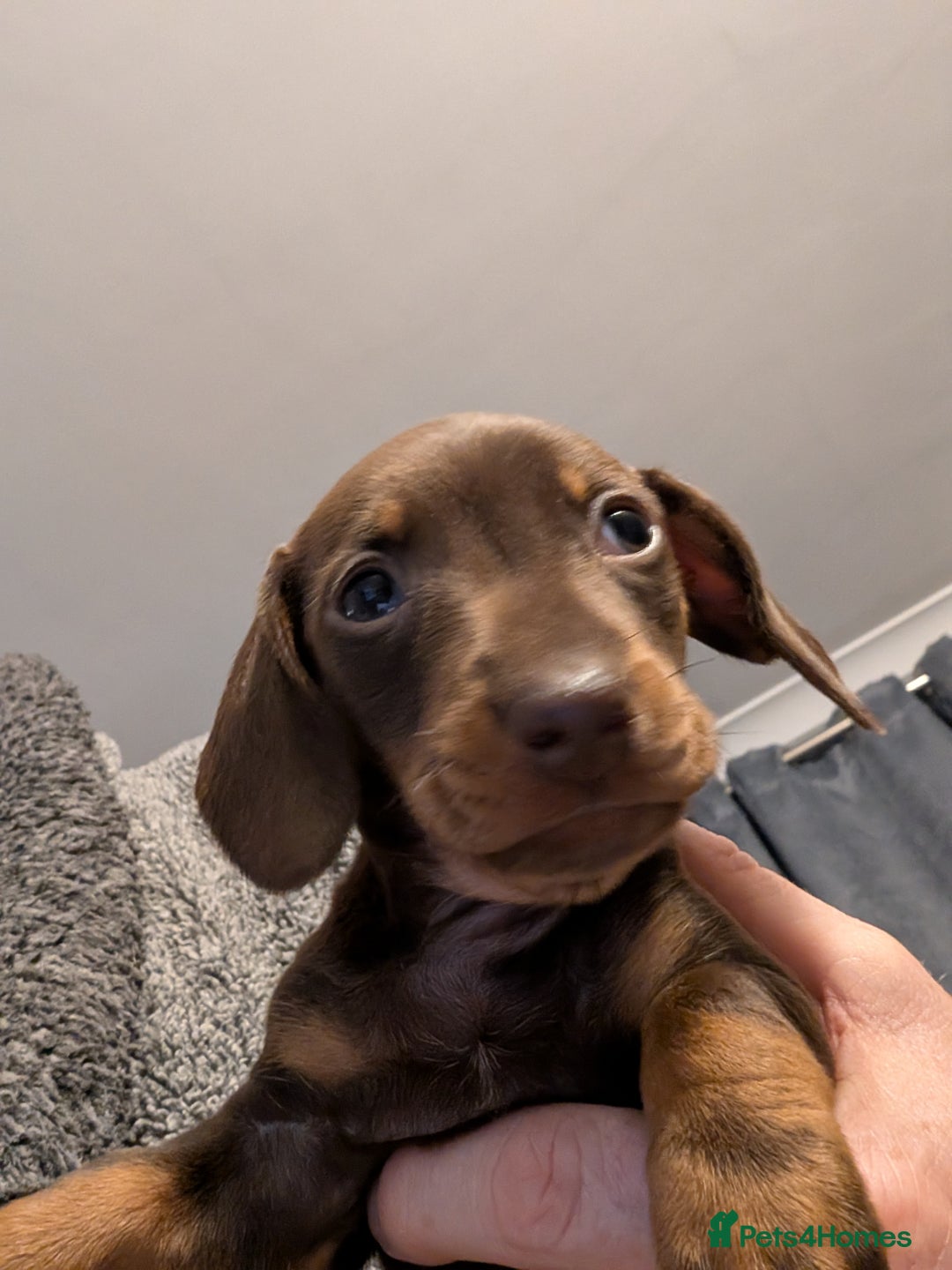 Miniature Dachshund dogs for sale: Miniature dachund  - Advert 2