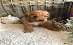 Cavapoochon dogs for sale: Cavapoochon puppies *1 boy remaining* - Image 14