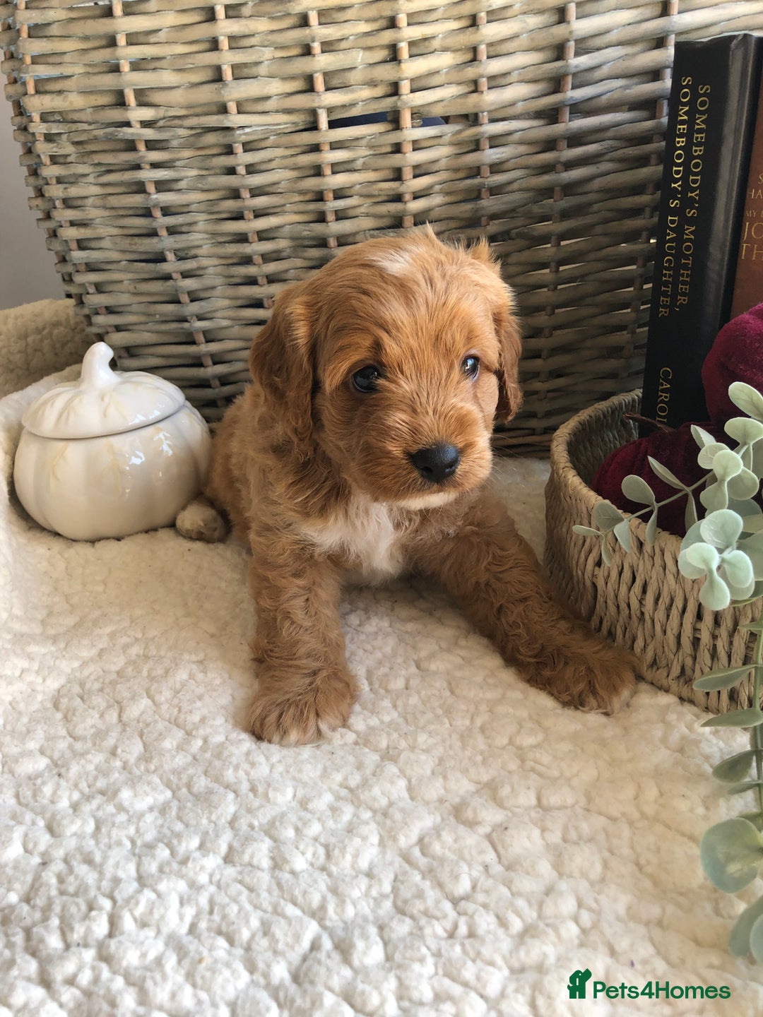 Cavapoochon dogs for sale: Cavapoochon puppies *1 boy remaining* - Image 14