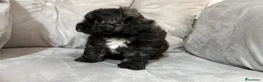 Shihpoo 5