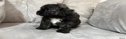 Shihpoo dogs for sale: Adorable ShihPoo Puppies Ready to Steal Your Heart in Northampton - Advert 3