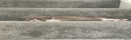 British Shorthair cats for sale: British Shorthair GCCF  - Advert 5