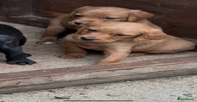 Mixed Breed dogs - Advert 1