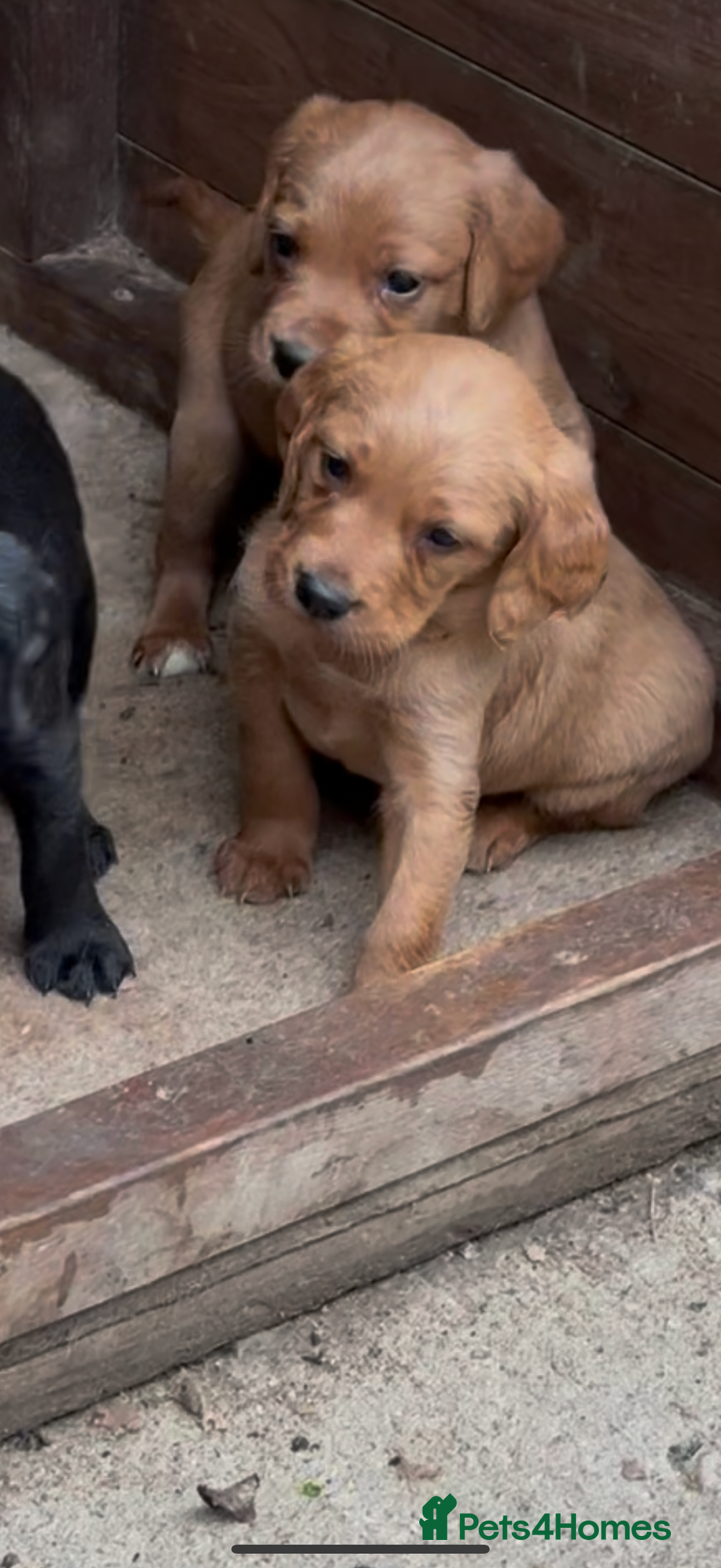 Mixed Breed dogs for sale: Gorgeous, well socialised Springador setters! - Image 3