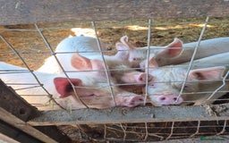 Pig livestock for sale: 3 Oxford Sandy and Black, Middle White Gilts Pigs - Image 5