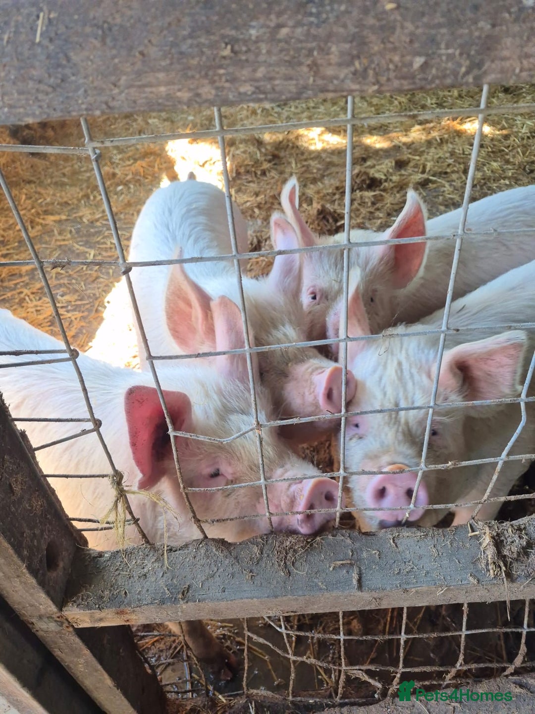 Pig livestock for sale: 3 Oxford Sandy and Black, Middle White Gilts Pigs - Image 5