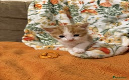 Mixed Breed cats for sale: Long haired fluff balls - Image 6