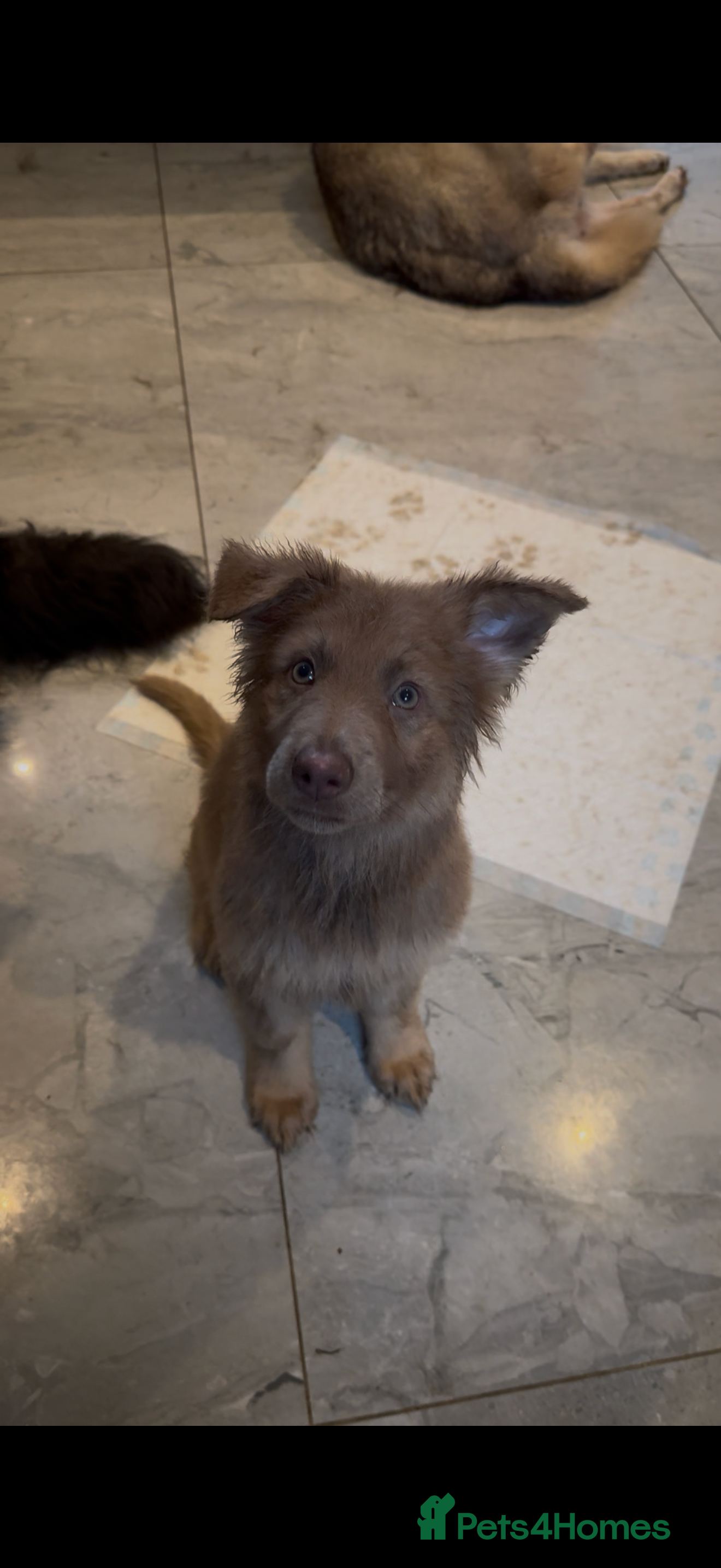 German Shepherd dogs Gorgeous long hair Isabelle cream German shepherd - Advert 1