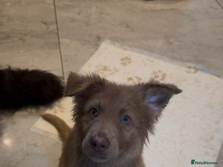 German Shepherd dogs Gorgeous long hair Isabelle cream German shepherd - Advert 1