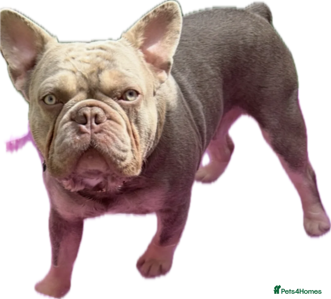 French Bulldog dogs for stud: Stunning French Bulldog For Stud in Dundee - Advert 3