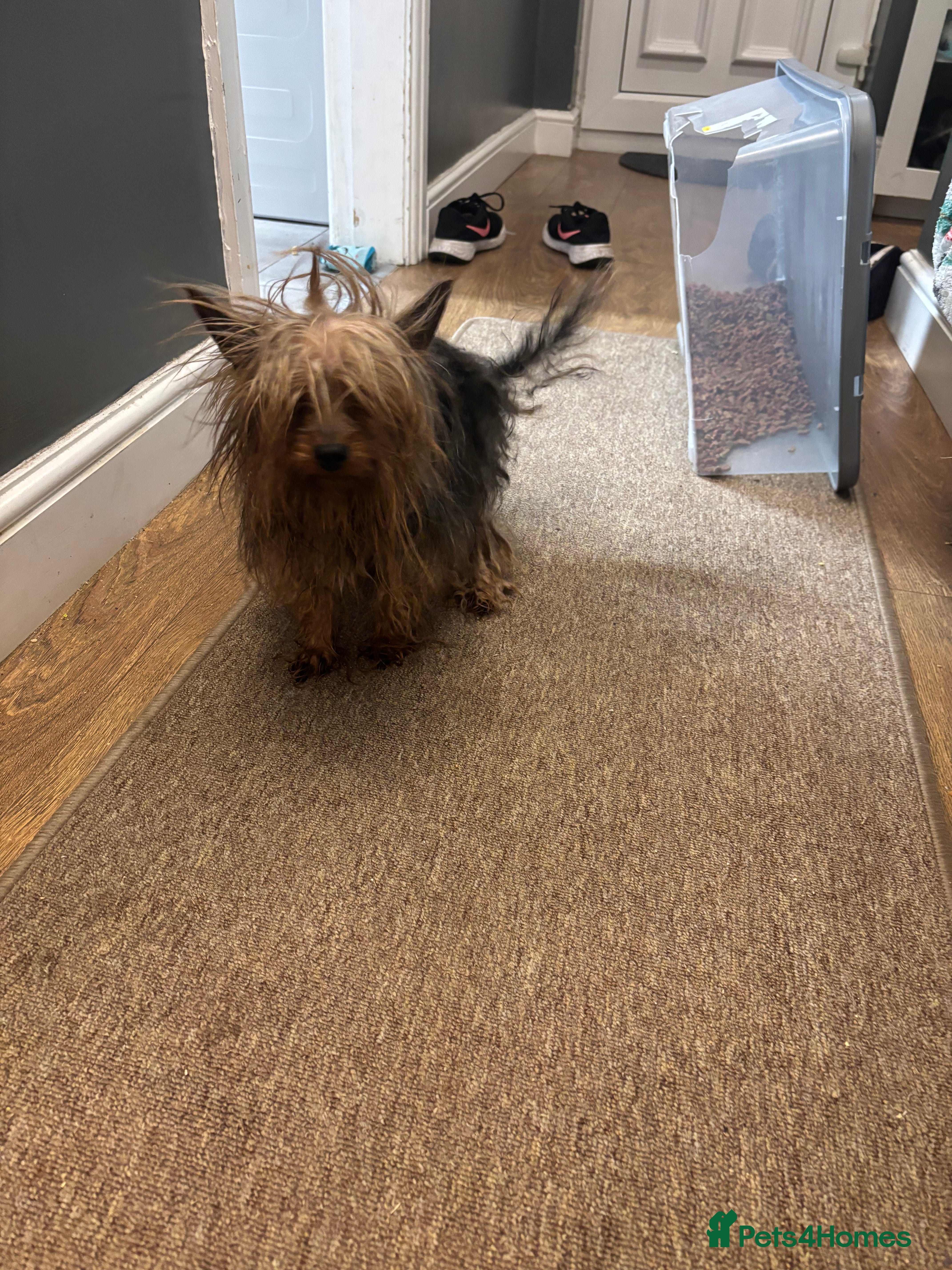 Yorkshire Terrier dogs Male miniature Yorkshire terrier (JUNIOR)  - Advert 2