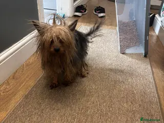 Yorkshire Terrier dogs Male miniature Yorkshire terrier (JUNIOR) - Advert 2