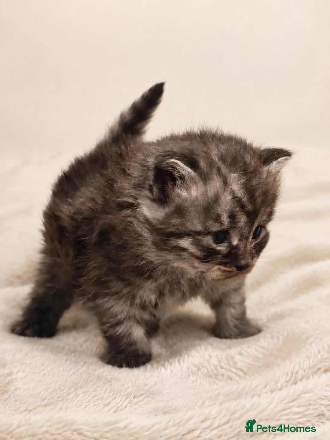 Siberian cats for sale: TICA Registered Pedigree Siberian kittens - Advert 40