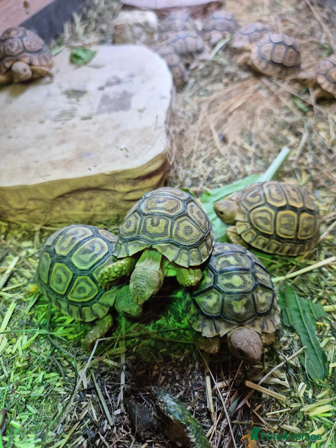 Tortoise reptiles for sale: Baby leopard tortoises  - Advert 2