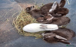 Netherland Dwarf rabbits for sale: Baby Netherland dwarf rabbits for sale £50 each  - Advert 17
