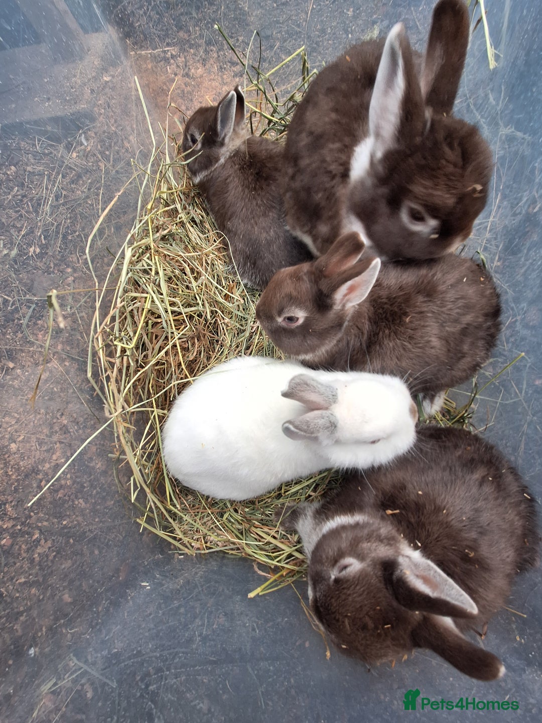 Netherland Dwarf rabbits for sale: Baby Netherland dwarf rabbits for sale £50 each  - Advert 17