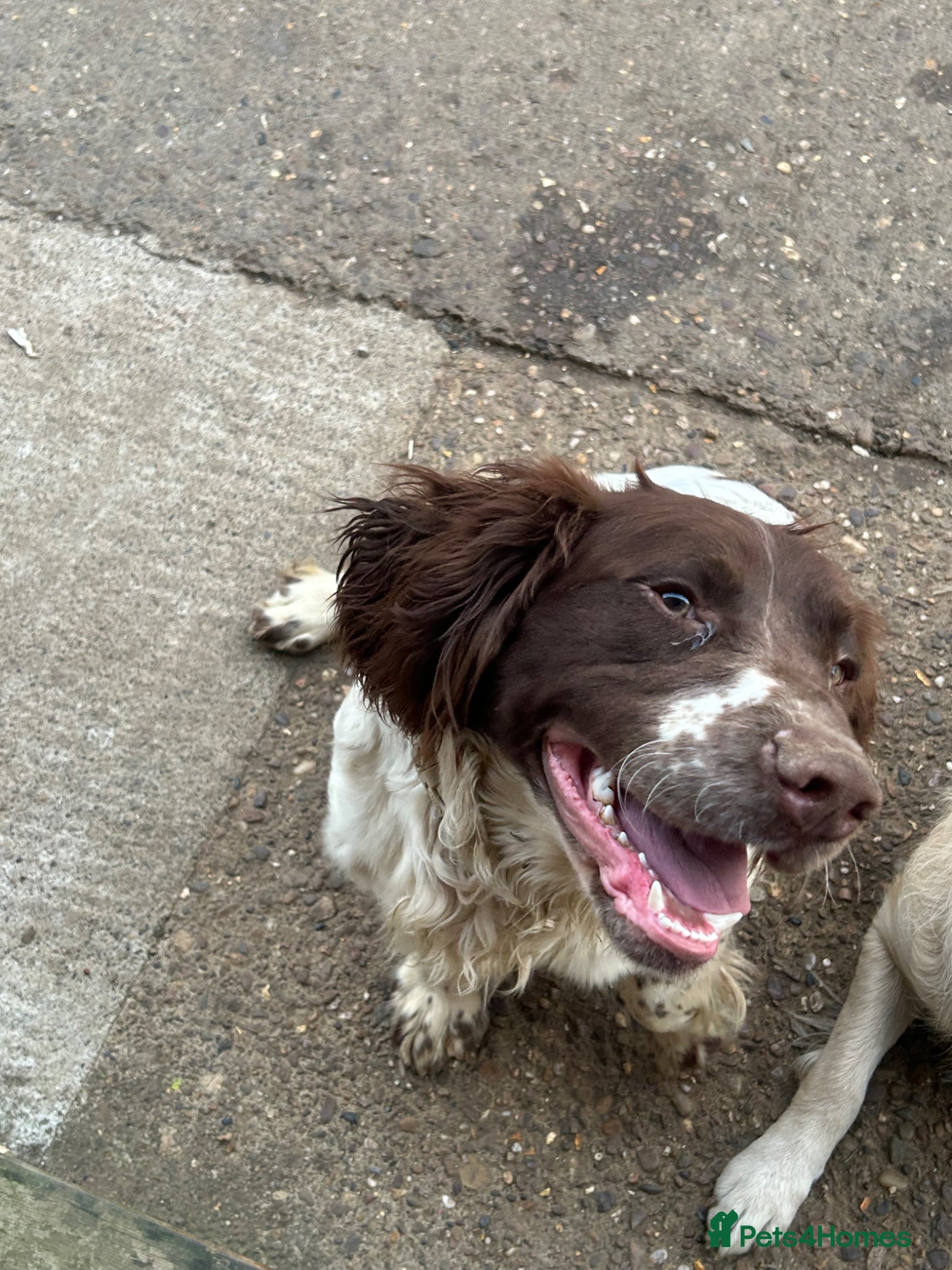 English Springer Spaniel dogs Oscar Springer spaniel looking for beautiful home - Advert 8