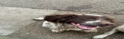 English Springer Spaniel dogs for sale: Oscar Springer spaniel looking for beautiful home - Advert 1