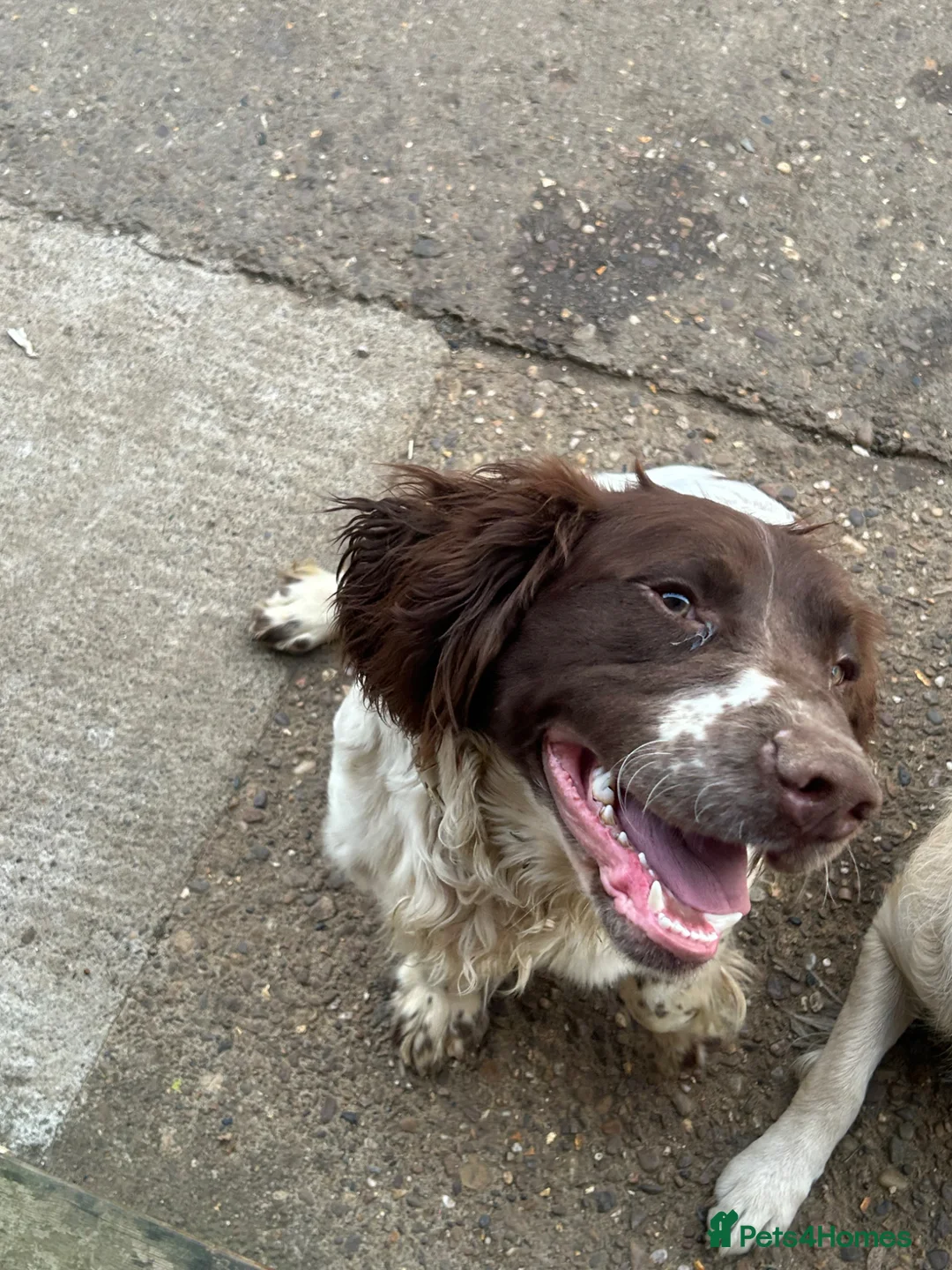 English Springer Spaniel dogs for sale: Oscar Springer spaniel looking for beautiful home - Advert 1