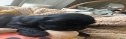 Cocker Spaniel dogs for sale: Stunning Rare Dark Red show cocker spaniel puppies - Advert 17