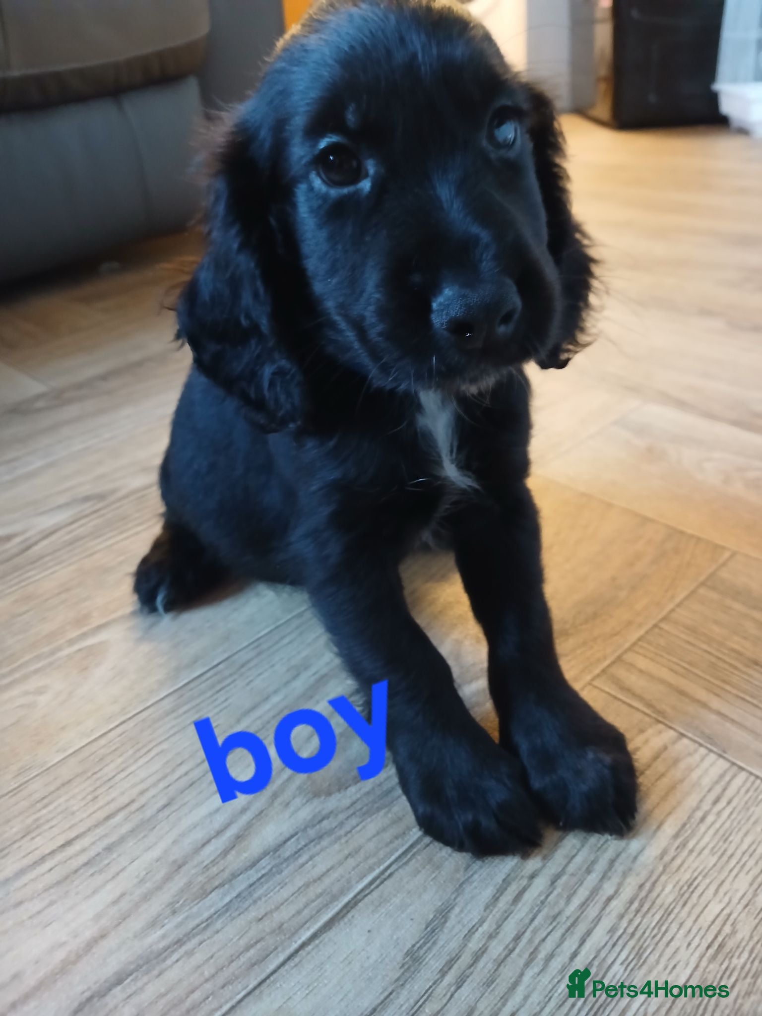 Cocker Spaniel dogs Black and white boys ready to leave  - Advert 17