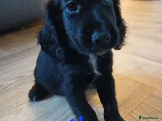 Cocker Spaniel dogs Black and white boys ready to leave - Advert 17