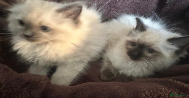 Ragdoll cats - Advert 10