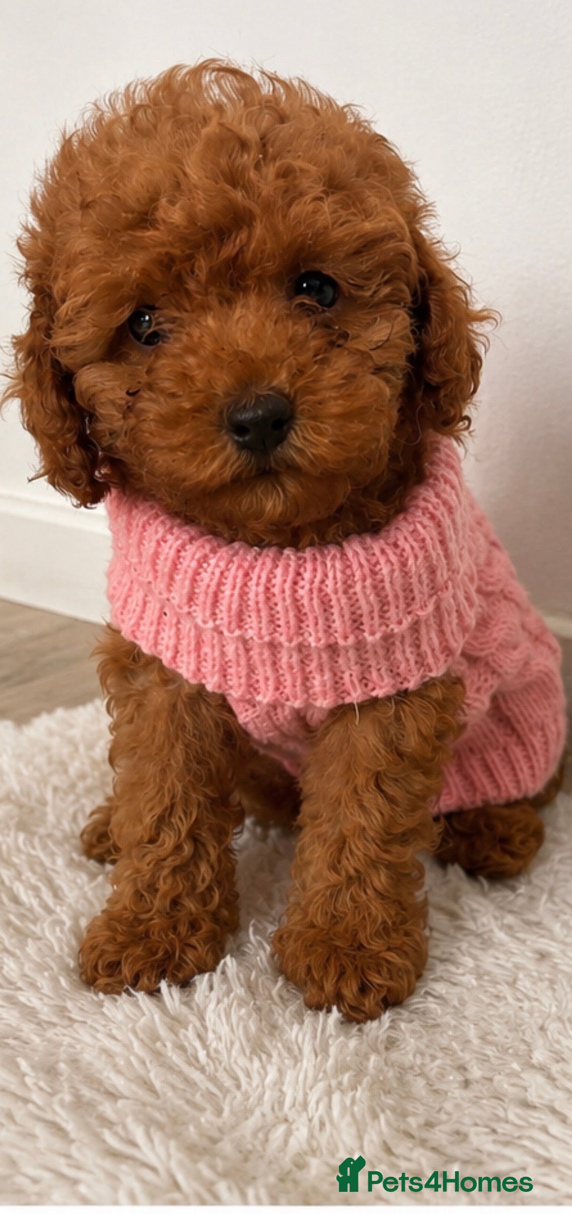 Toy Poodle dogs Toy Poodle - Advert 2