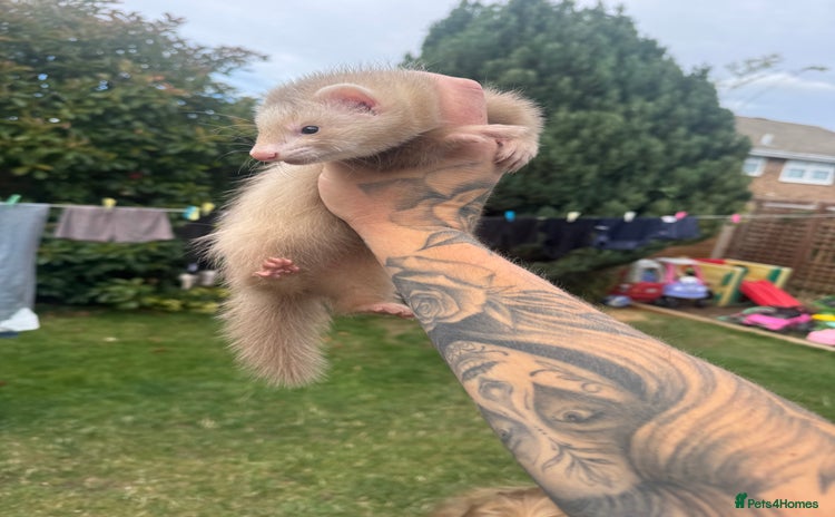 Ferret rodents - Advert 2