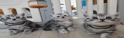 British Shorthair cats for sale: Original BSH Silver Tabby kittens  - Advert 17