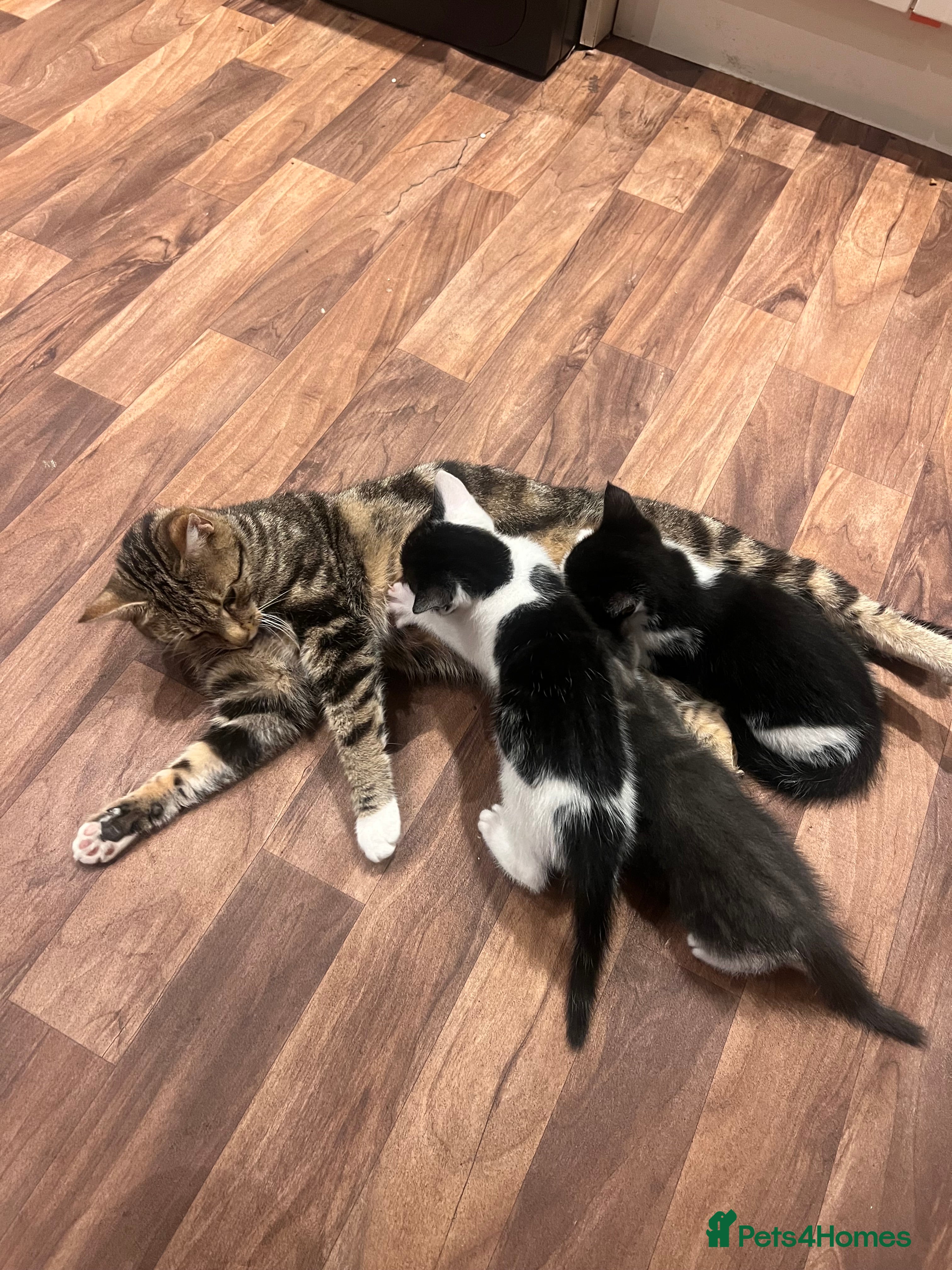 Mixed Breed cats 🐾 Gorgeous Kittens Ready for Their Forever Homes! - Advert 1