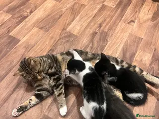 Mixed Breed cats 🐾 Gorgeous Kittens Ready for Their Forever Homes! - Advert 14