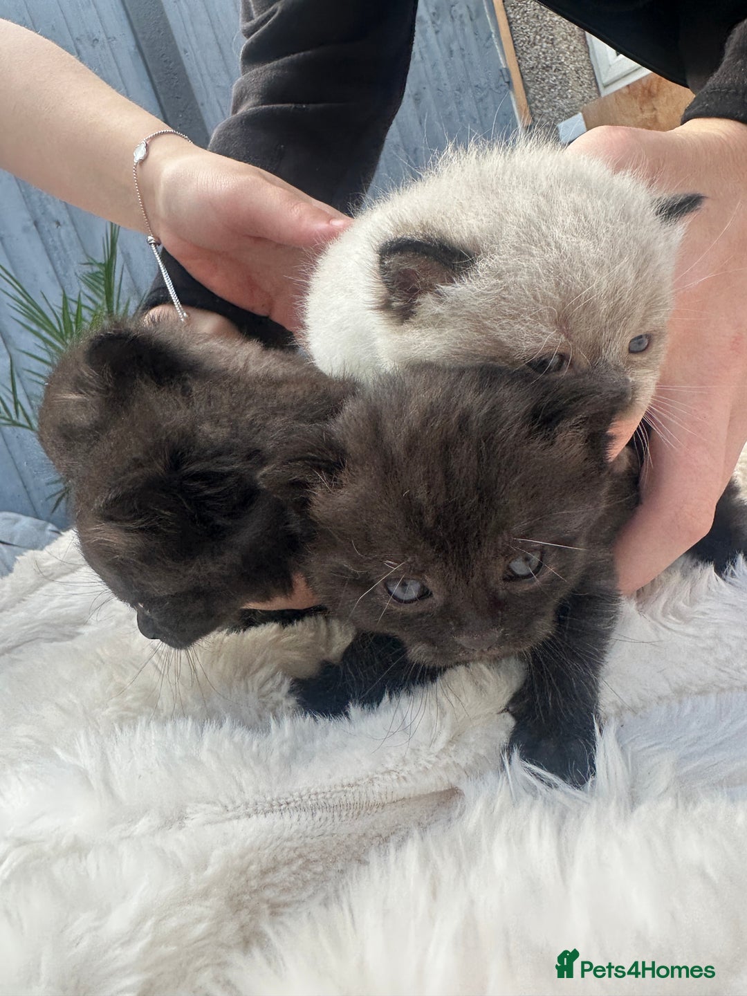 British Shorthair cats for sale: British blue x ragdolls  - Image 4