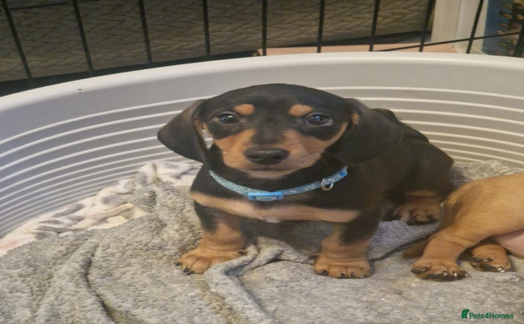 Dachshund dogs - Advert 2