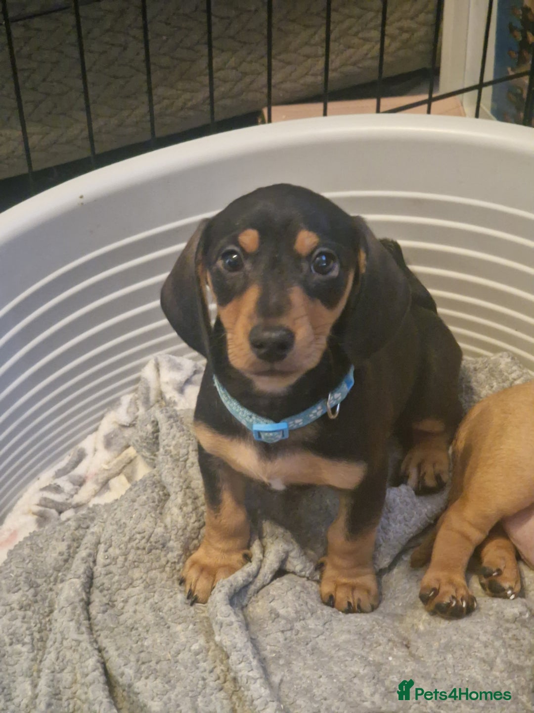 Dachshund dogs for sale: Adorable Dachshund Puppies for Sale (Ready Now) - Image 2