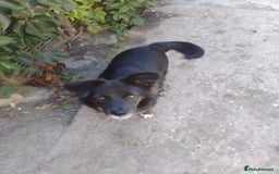 Mixed Breed dogs for adoption: Cute Briggie looking for LOVE - Image 14