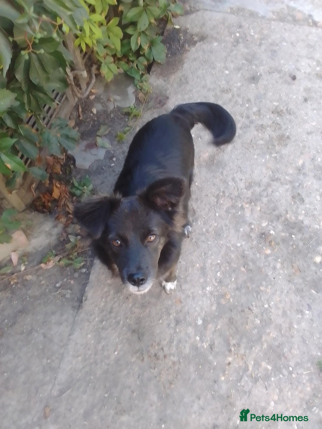 Mixed Breed dogs for adoption: Cute Briggie looking for LOVE - Image 14