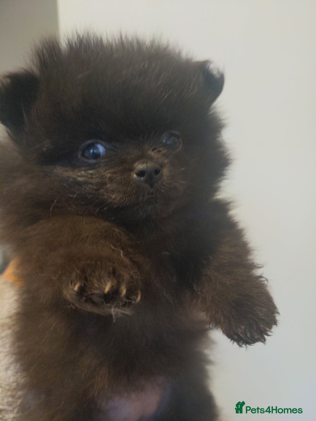 Pomeranian dogs for sale: Pomarian puppies for sale  - Advert 3
