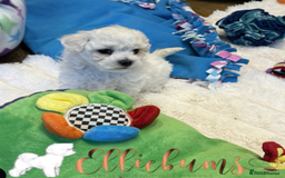 Bichon Frise dogs for sale: KC Registered Pedigree Bichon Frise Puppies - Image 10
