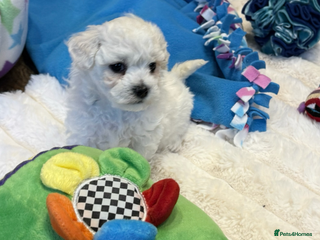 Bichon Frise dogs - Advert 4