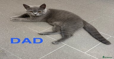 British Shorthair cats Stunning British Shorthair X Kittens  - Advert 8